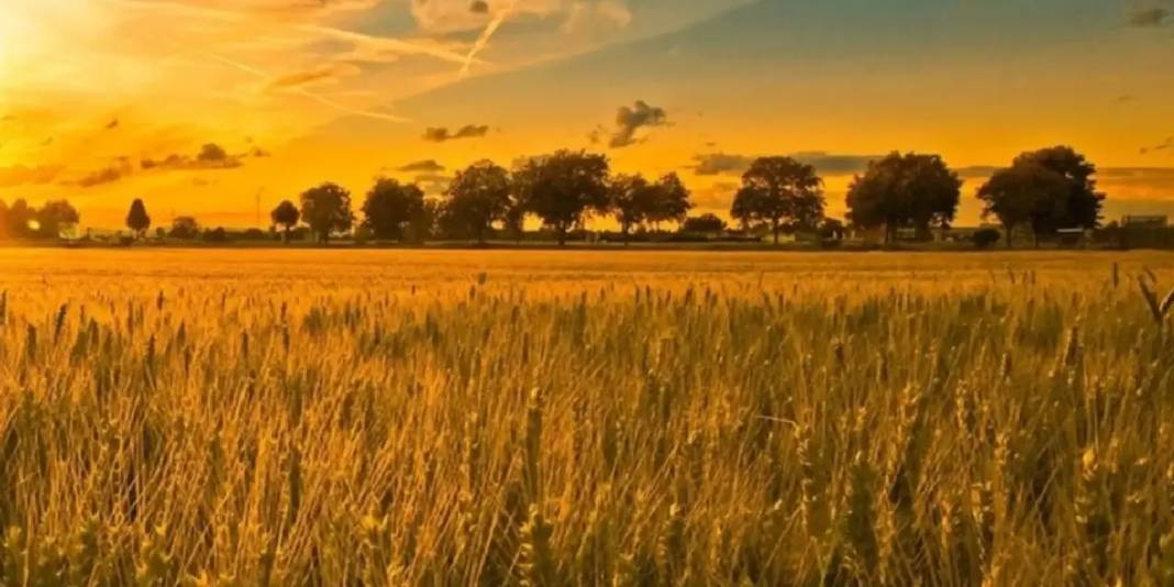 Dünyanın en büyük 15 tarım ekonomisi açıklandı! Türkiye kaçıncı sırada? 1